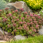 Rozchodník plazivý (Sedum spurium) ‘FULDAGLUT’ -  kont. P9